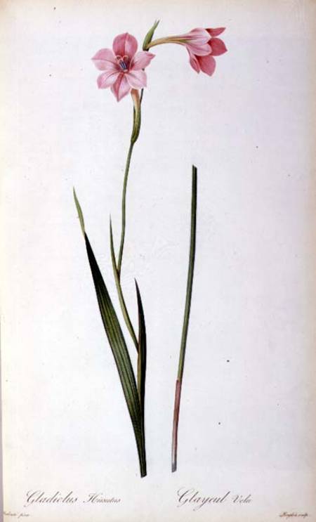 Gladiolus Hirsulus, from `Les Liliacees' od Pierre Joseph Redouté