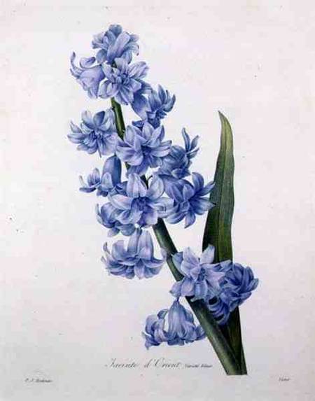 Hyacinthus orientalis (common hyacinth), engraved by Victor, from 'Choix des Plus Belles Fleurs' od Pierre Joseph Redouté