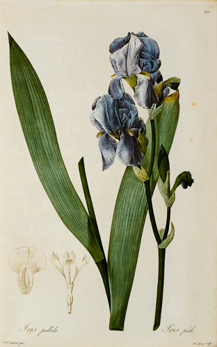 Iris Pallida, from `Les Liliacees' od Pierre Joseph Redouté