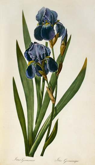 Iris Germanica, from `Les Liliacees' od Pierre Joseph Redouté