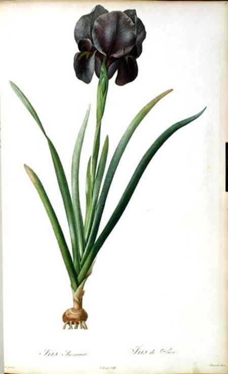 Iris Luxiana, from `Les Liliacees' od Pierre Joseph Redouté