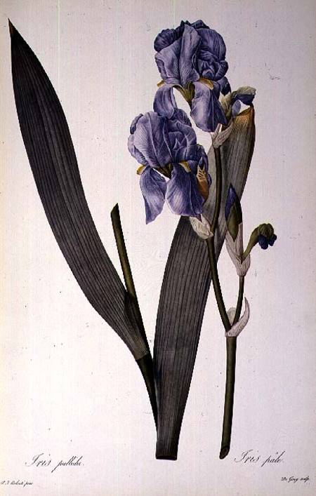 Iris Pallida, from `Les Liliacees' od Pierre Joseph Redouté