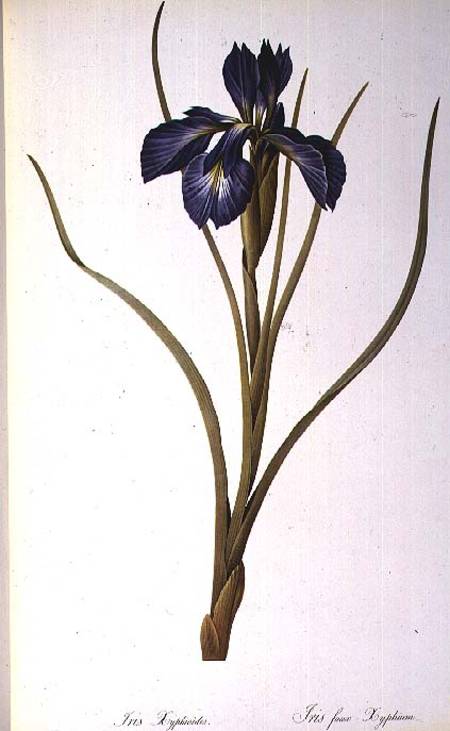 Iris Xyphioides, from `Les Liliacees' od Pierre Joseph Redouté