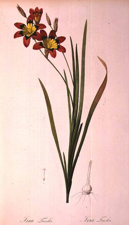 Ixia Tricolor, from `Les Liliacees' od Pierre Joseph Redouté
