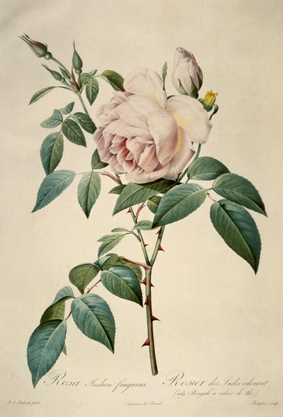 Rosa chinensis and Rosa gigantea, from 'Les Roses' od Pierre Joseph Redouté