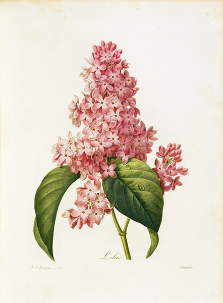 Lilac / Redouté od Pierre Joseph Redouté