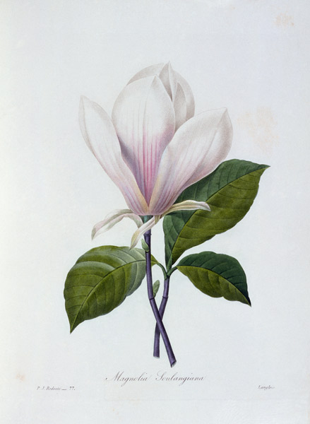 Magnolia / Redouté od Pierre Joseph Redouté