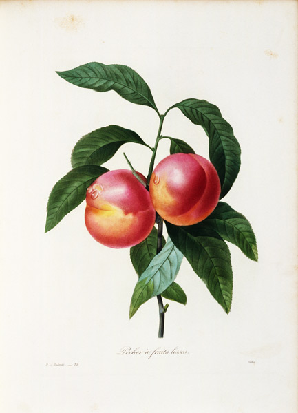 Nectarine / Redouté od Pierre Joseph Redouté