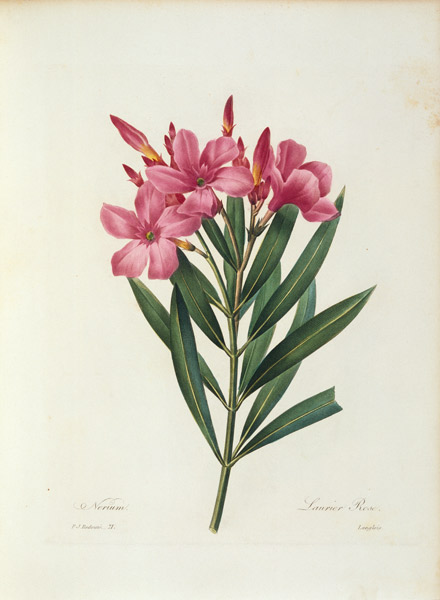Oleander / Redouté od Pierre Joseph Redouté