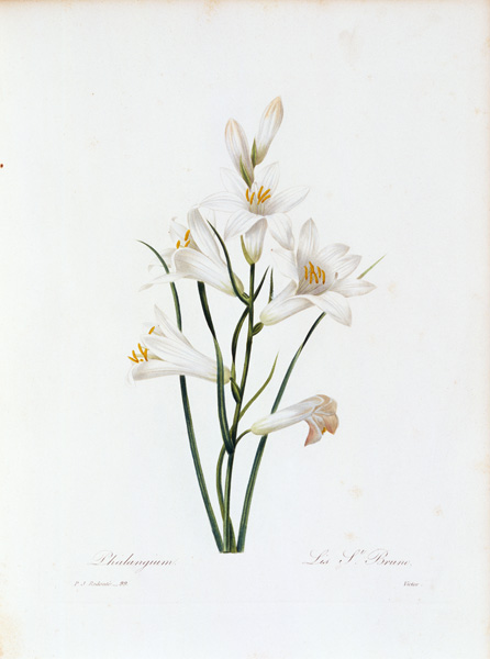 Paradise Lily / Redouté od Pierre Joseph Redouté