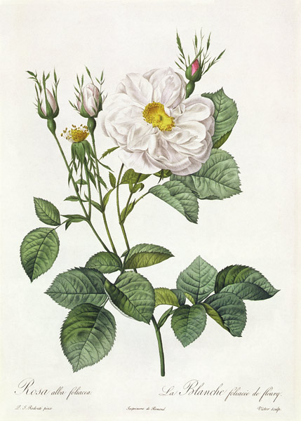 Rosa Alba Foliacea od Pierre Joseph Redouté