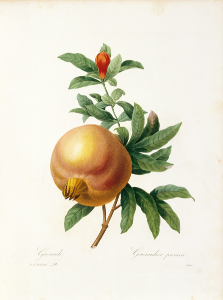 Pomegranate / Redouté od Pierre Joseph Redouté
