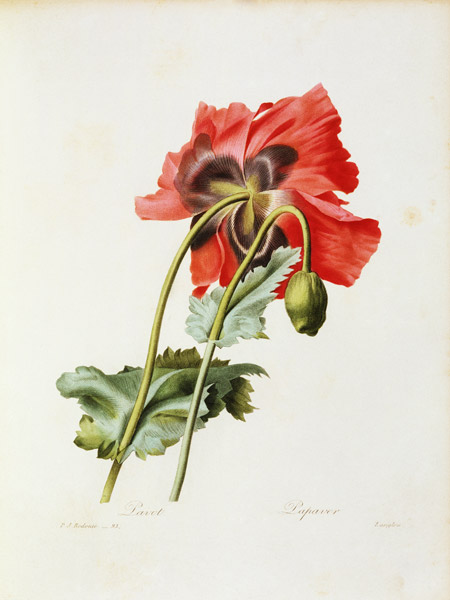 Poppy / Redouté od Pierre Joseph Redouté