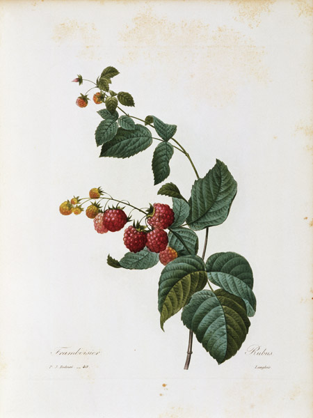 Raspberry / Redouté od Pierre Joseph Redouté