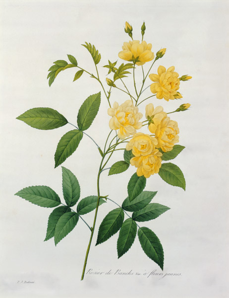 Rosa banksiae (Banks's rose), from 'Choix des Plus Belles Fleurs' od Pierre Joseph Redouté