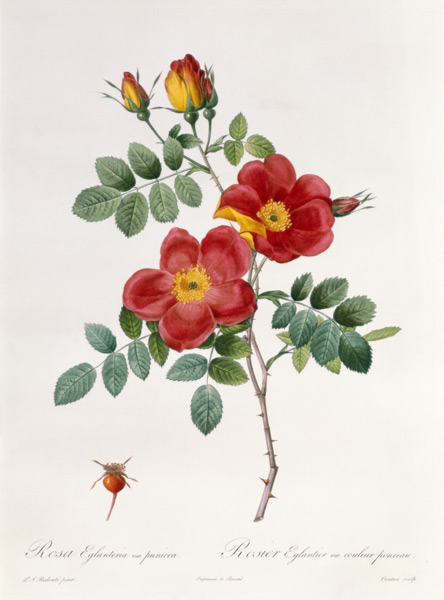Rosa Eglantera Punicea od Pierre Joseph Redouté