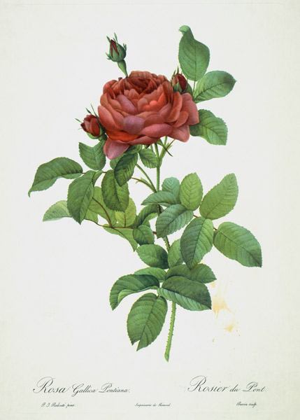 Rosa Gallica Pontiana od Pierre Joseph Redouté