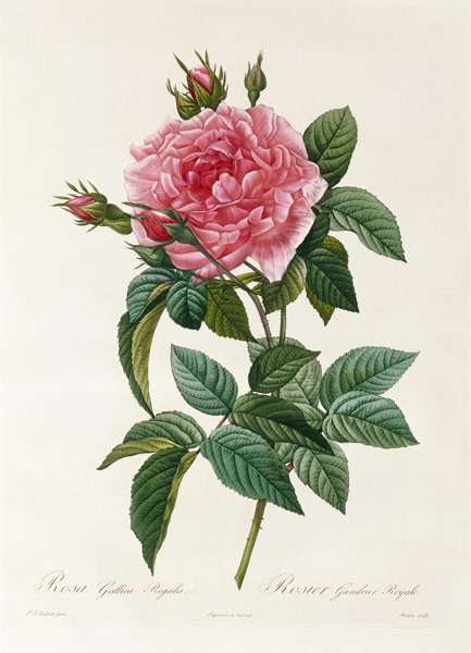Rosa Gallica Regalis od Pierre Joseph Redouté