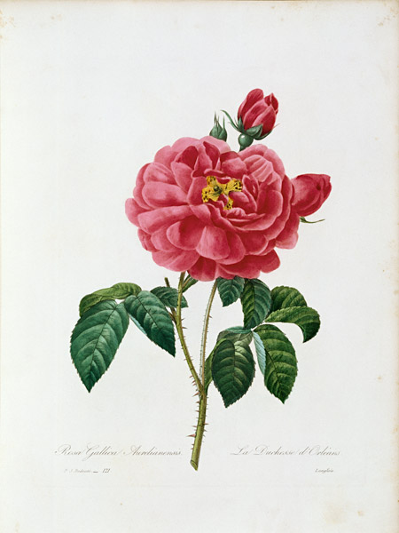 Rosa Gallica / Redouté 1835 od Pierre Joseph Redouté