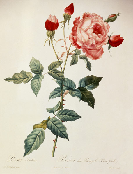 Rosa indica / after Redoute od Pierre Joseph Redouté