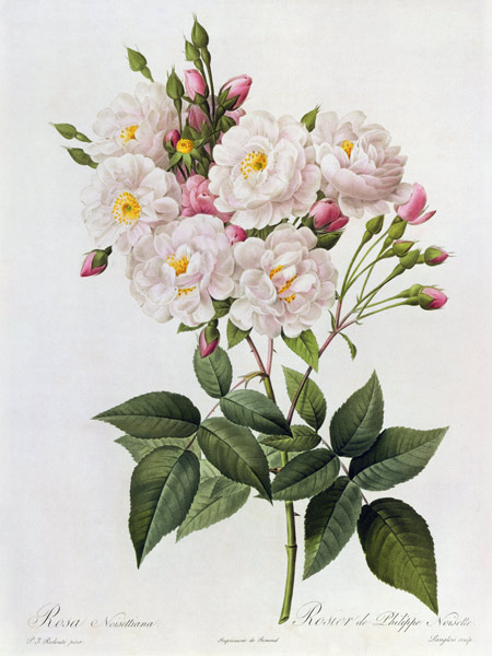 Rosa Noisettiana od Pierre Joseph Redouté