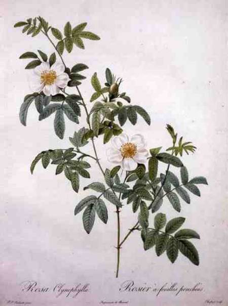 Rosa clynophylla, engraved by Chapuy, from 'Les Roses' od Pierre Joseph Redouté