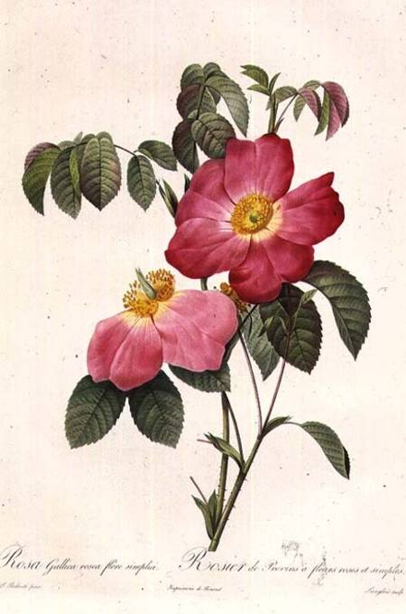 Rosa Gallica Rosea Flore Simplici od Pierre Joseph Redouté
