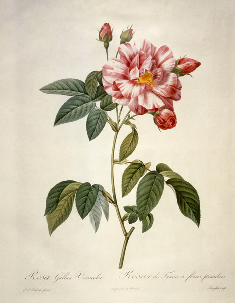 Rosa gallica versicolor / after Redoute od Pierre Joseph Redouté