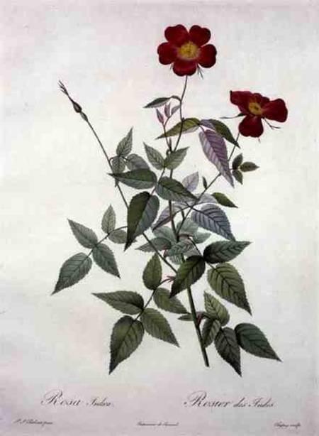 Rosa indica, engraved by Chapuy, from 'Les Roses' od Pierre Joseph Redouté