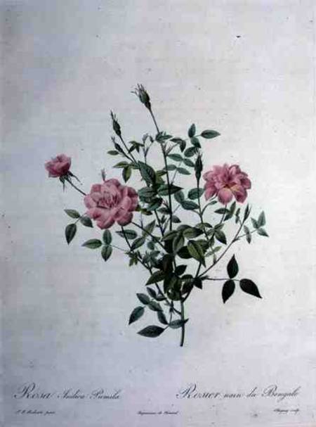Rosa indica pumila (dwarf Bengal rose), engraved by Chapuy, from 'Les Roses' od Pierre Joseph Redouté