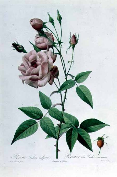 Rosa Indica Vulgaris, engraved by Bessin, from 'Les Roses', Vol II od Pierre Joseph Redouté