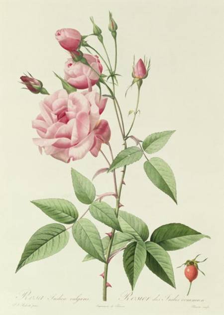 Rosa Indica Vulgaris od Pierre Joseph Redouté