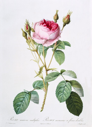 Rosa muscosa multiplex (double moss rose), engraved by Langlois, from 'Les Roses' od Pierre Joseph Redouté