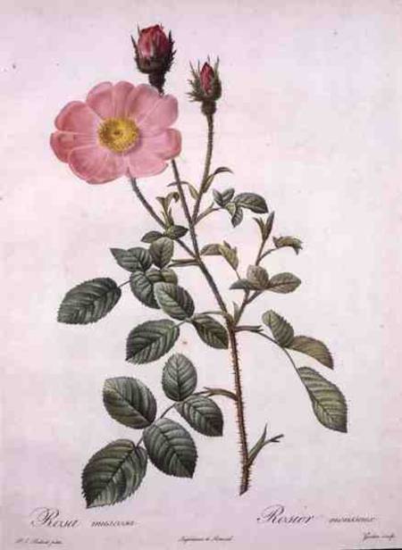 Rosa muscosa (moss rose), engraved by Gouten, from 'Les Roses' od Pierre Joseph Redouté