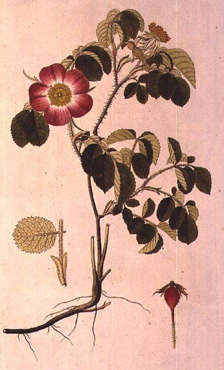 Rosa Pumila, from 'Les Roses' Vol II od Pierre Joseph Redouté