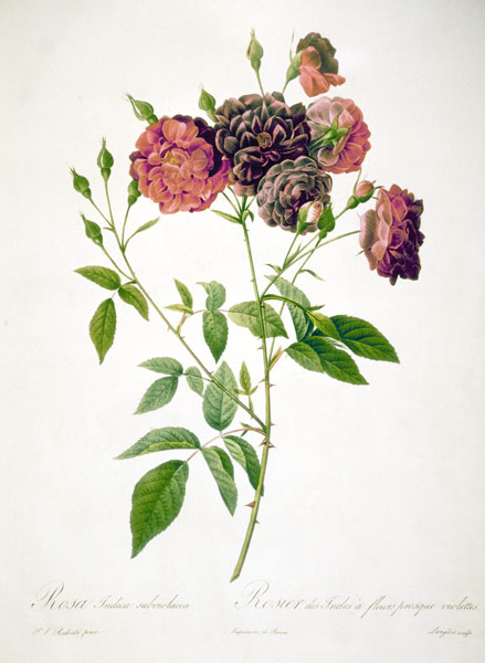 Rose / Langlois after Redoute od Pierre Joseph Redouté