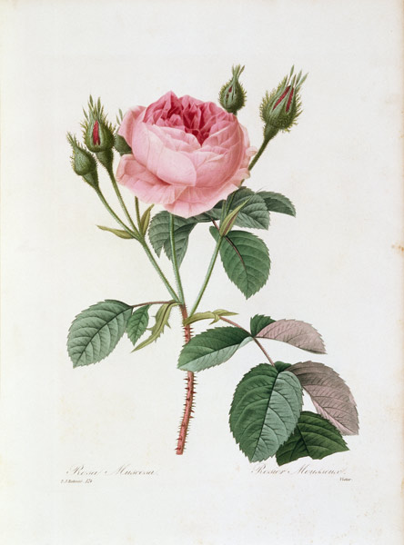 Roses / Redouté 1835 od Pierre Joseph Redouté