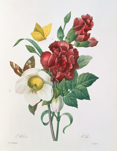 Vánoční růže od Pierre Joseph Redouté