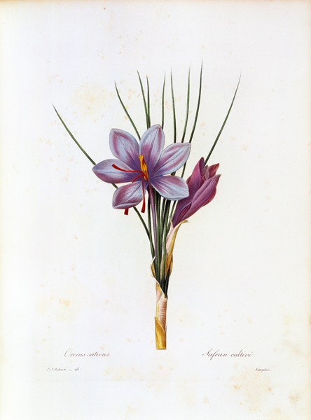 Saffron crocus / Redouté od Pierre Joseph Redouté