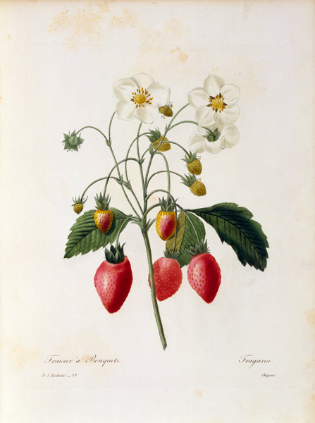 Strawberry od Pierre Joseph Redouté
