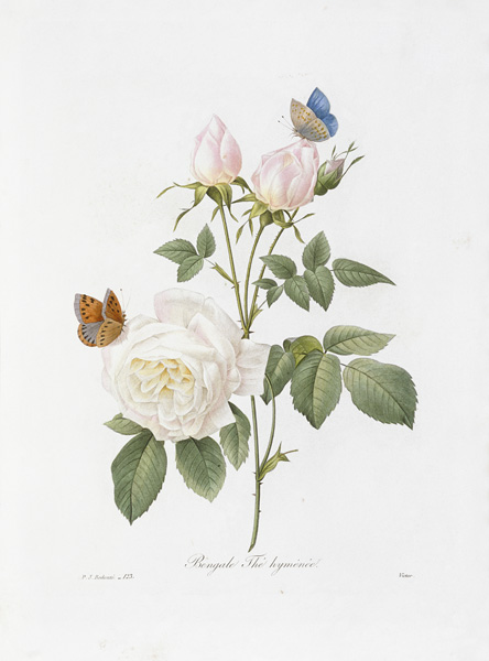 Tee Rose / Redouté 1835 od Pierre Joseph Redouté