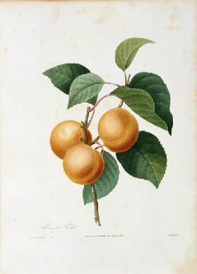 Apricot / Redouté