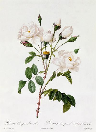 Rosa Campanulata Alba