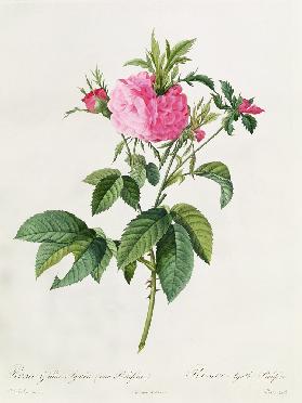 Rosa Gallica Agatha Prolifera