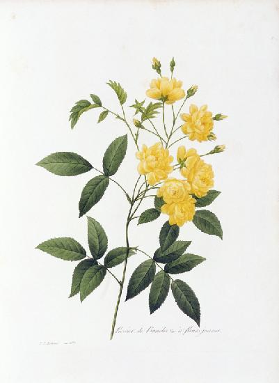 Yellow Lady Banks Rose / Redouté 1835