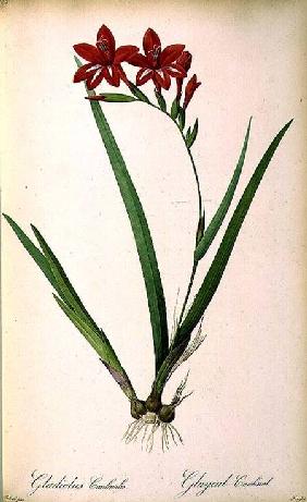 Gladiolus Cardinalis, from `Les Liliacees'