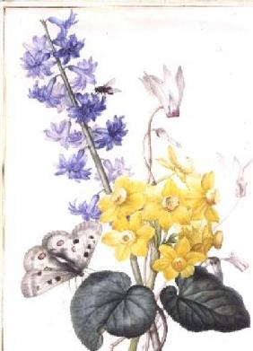 Hyacinth, Cyclamen and Narcissi