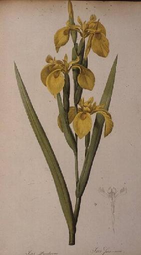 Iris Pseudacorus, from `Les Liliacees'