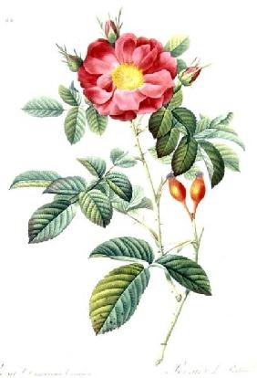 Rosa Damascena, from 'Les Roses'