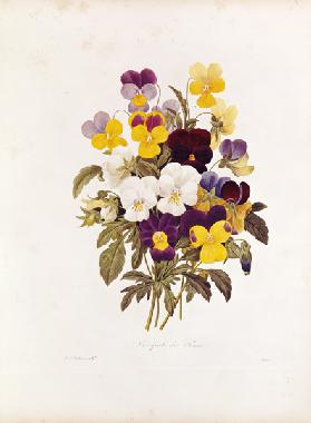 A federation of pansies